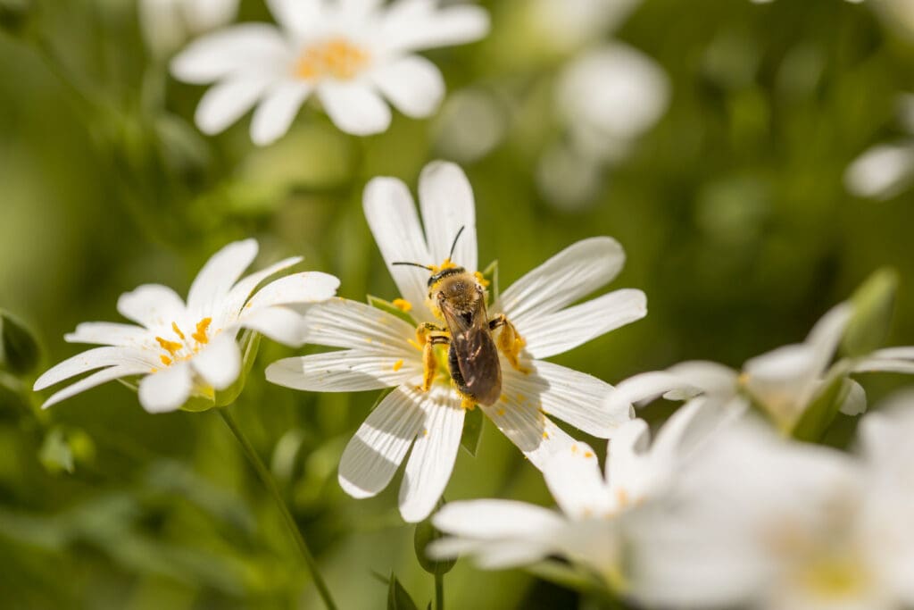 Spring meadow with white flowers with yellow and honey bee collecting pollen