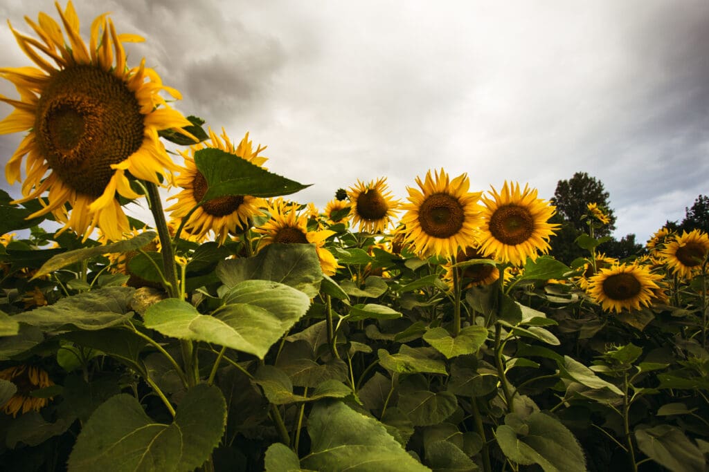 Sunflower field in the summer background blue sky