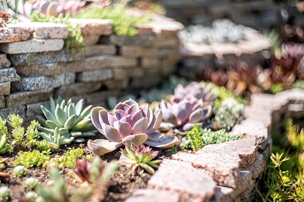 Eco-Friendly Practices for Real Estate Agents:  Drought Resistant Landscaping