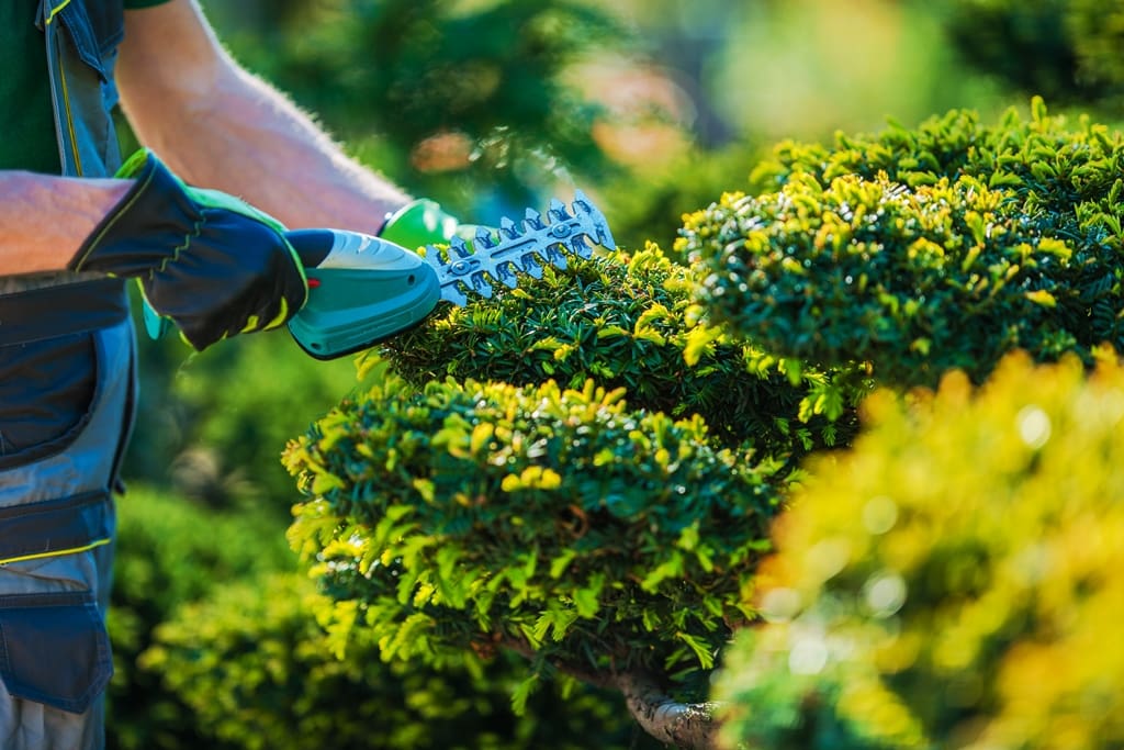 Top 10 Budget-Friendly Ways Sellers Can Improve Curb Appeal:  Tidy up the yard